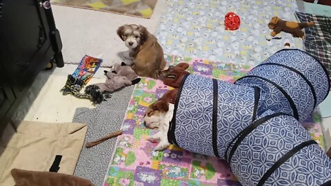 k Litter - 7 weeks old tomorrow(3)