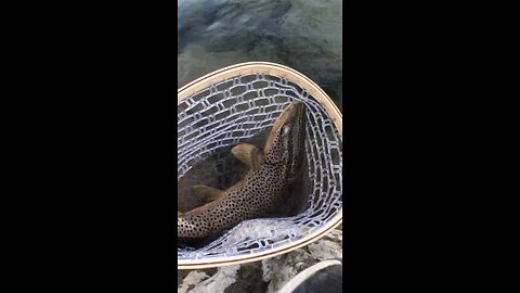 Brown Trout Release