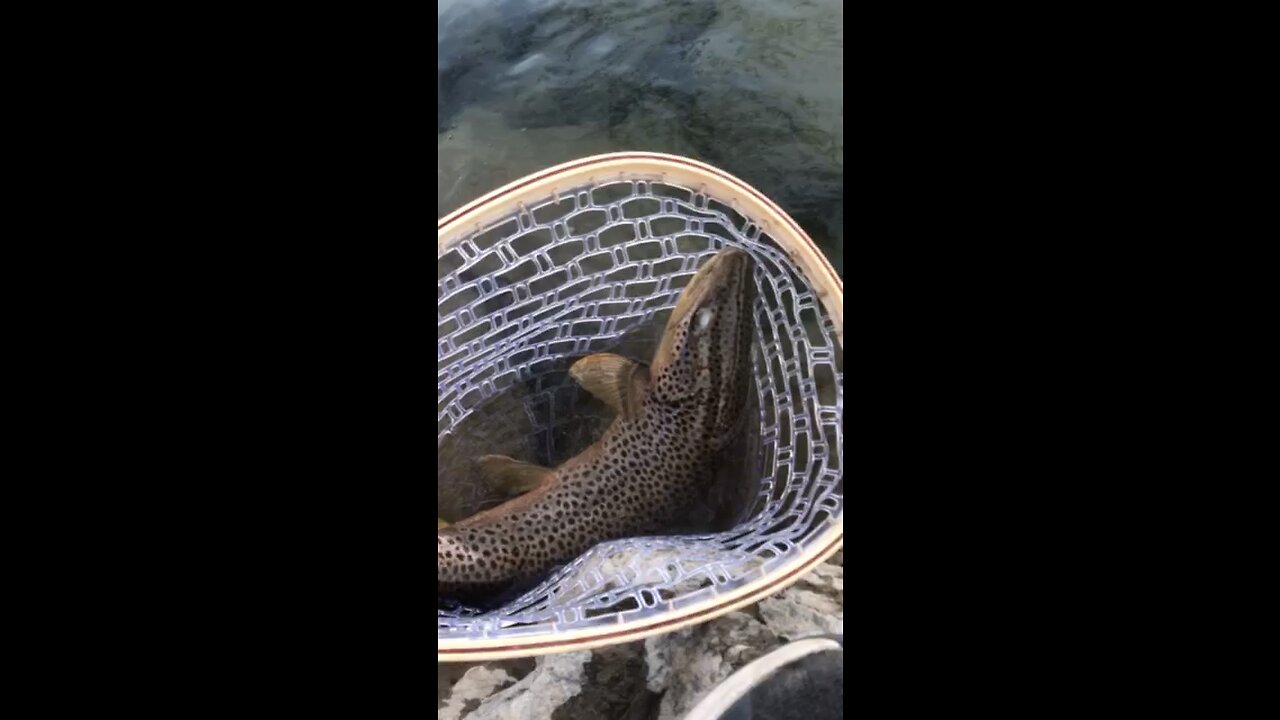 Brown Trout Release