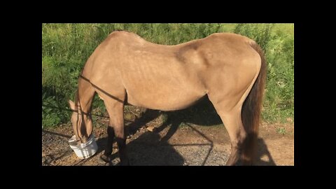 Brekkie with our rescue horse Arthur. Head in a bucket of feed. He has a little belly - Day 16.