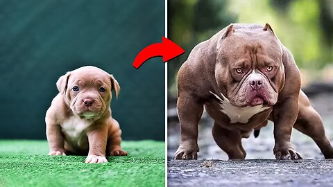 BEFORE AND AFTER GROWING UP. INCREDIBLE ANIMAL TRANSFORMATIONS