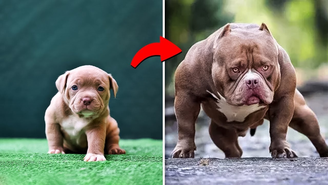 BEFORE AND AFTER GROWING UP. INCREDIBLE ANIMAL TRANSFORMATIONS