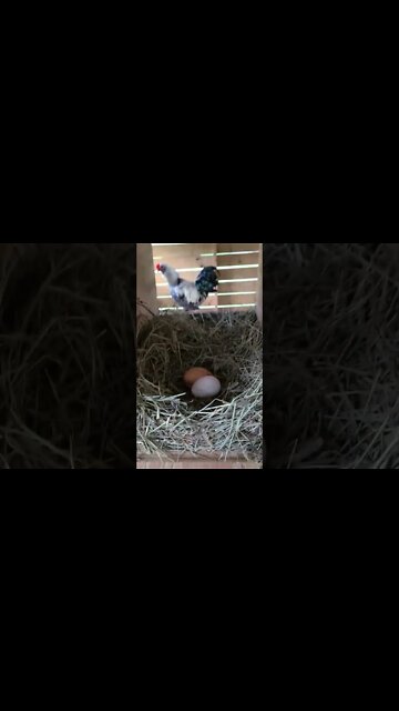 The freshest breakfast you can get! #chickens #eggs #breakfast #countrylife #coop