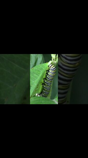Beautiful Monarch Caterpillars #Shorts 🌻