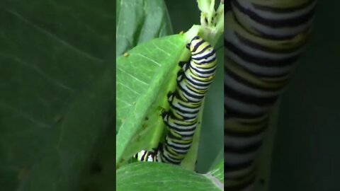 Beautiful Monarch Caterpillars #Shorts 🌻