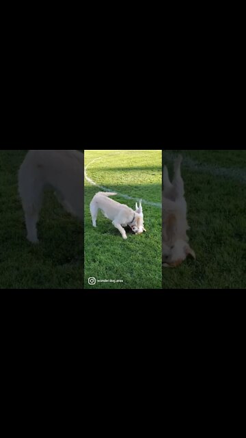 Ares the best ball keeper