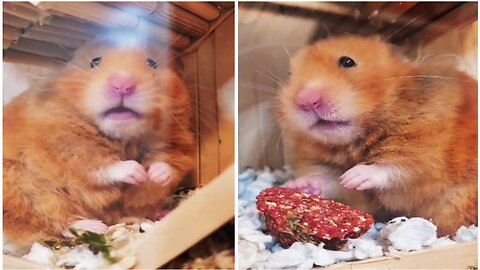 Funny Animal Videos 😱🦊