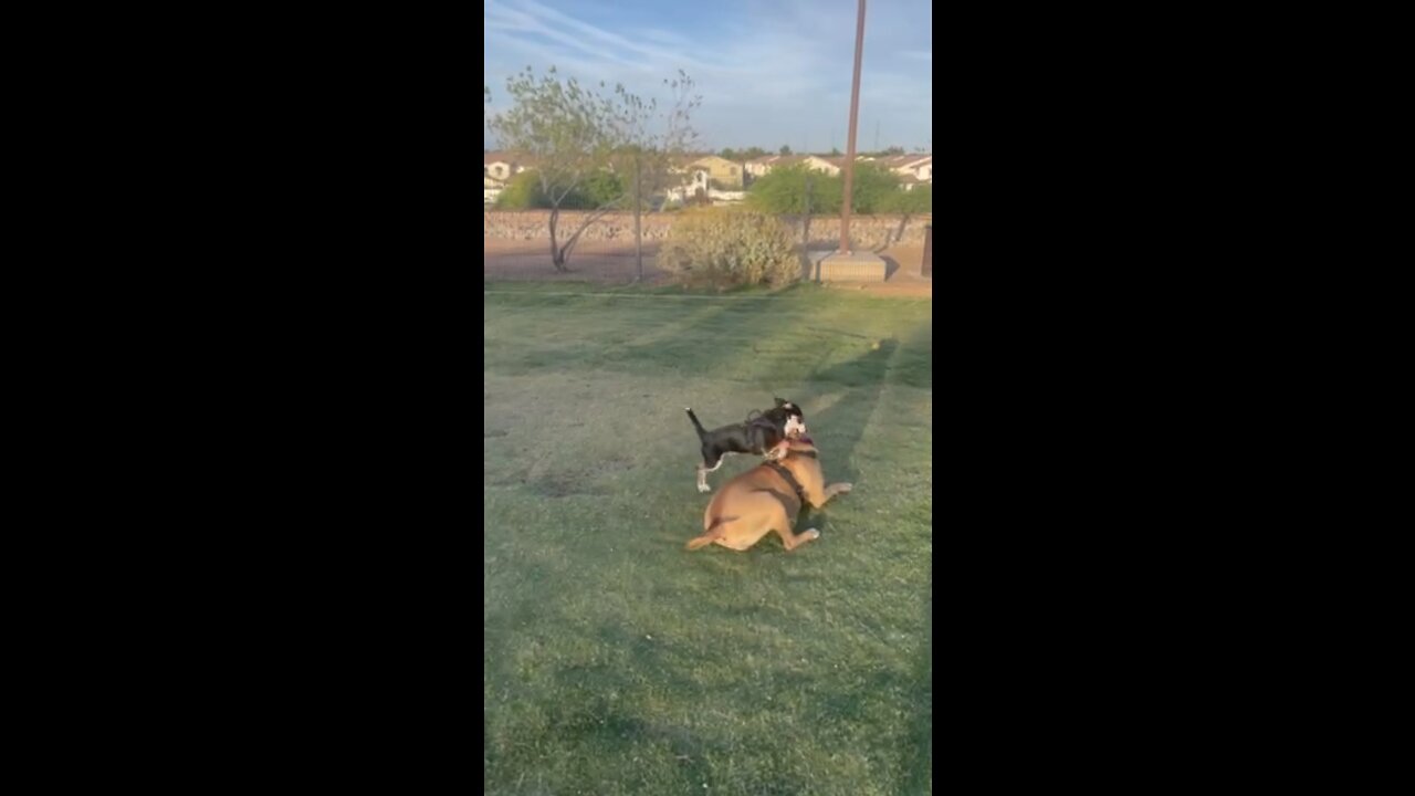 Dog park, Brady, Texas Heeler