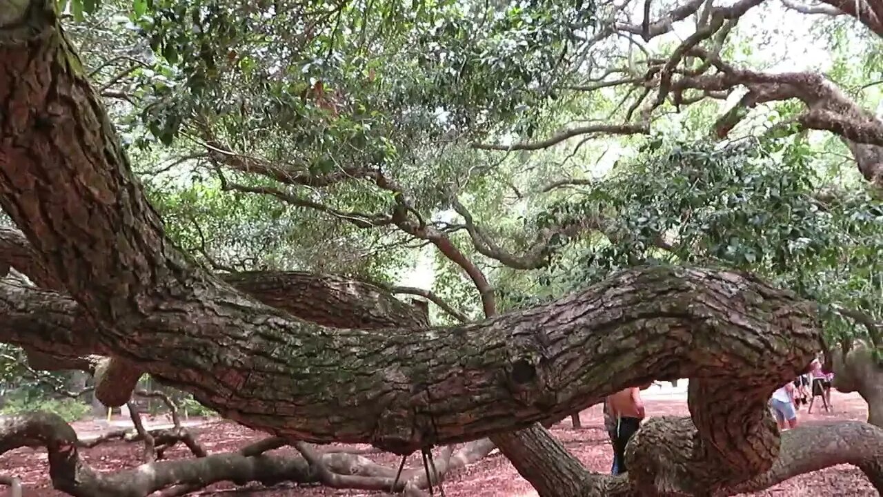 Angel Oak Tree - Walk With Me and see this awesome live oak south of Charleston, SC, Steve Martin(2)