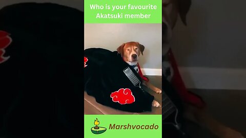 The akatsuki is now assembled meme #shorts #marshvocado #dog #meme #dogsoftiktok #trending #fyp #pet