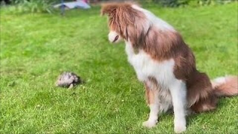 Dog and tortoise are the best of friends