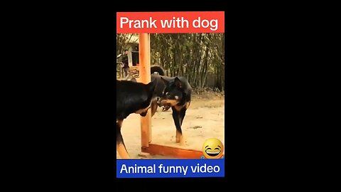 funny. animals videos kids videos