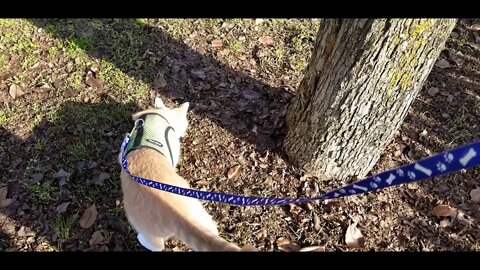 Cats explore back yard of new home