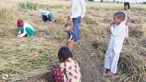 Duggu is harvesting the wheat crop🥰🥰🥰🥰