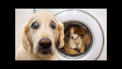 Funny Confused pets - Try not to laugh 😂😂😂