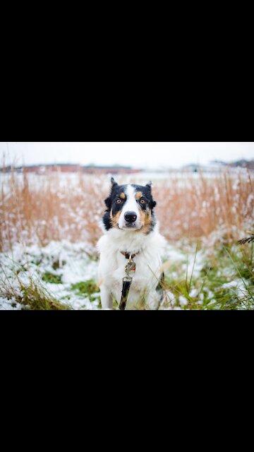 Fun and Funny Mini-Compilation Of Puppies (Funny Animals #190)