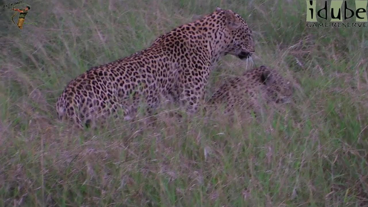 WILDlife: Pairing Pair Of Leopards