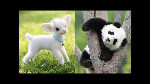 ×Cute baby animals Videos Compilation cute moment of the animals - Cutest Animals #45