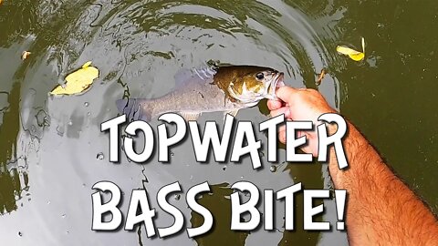 FOUR species of bass!! ( I hit the GRAND SLAM of BASS!! )