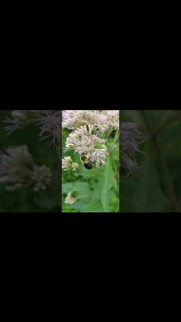 LoFi ASMR | Nature | Bee