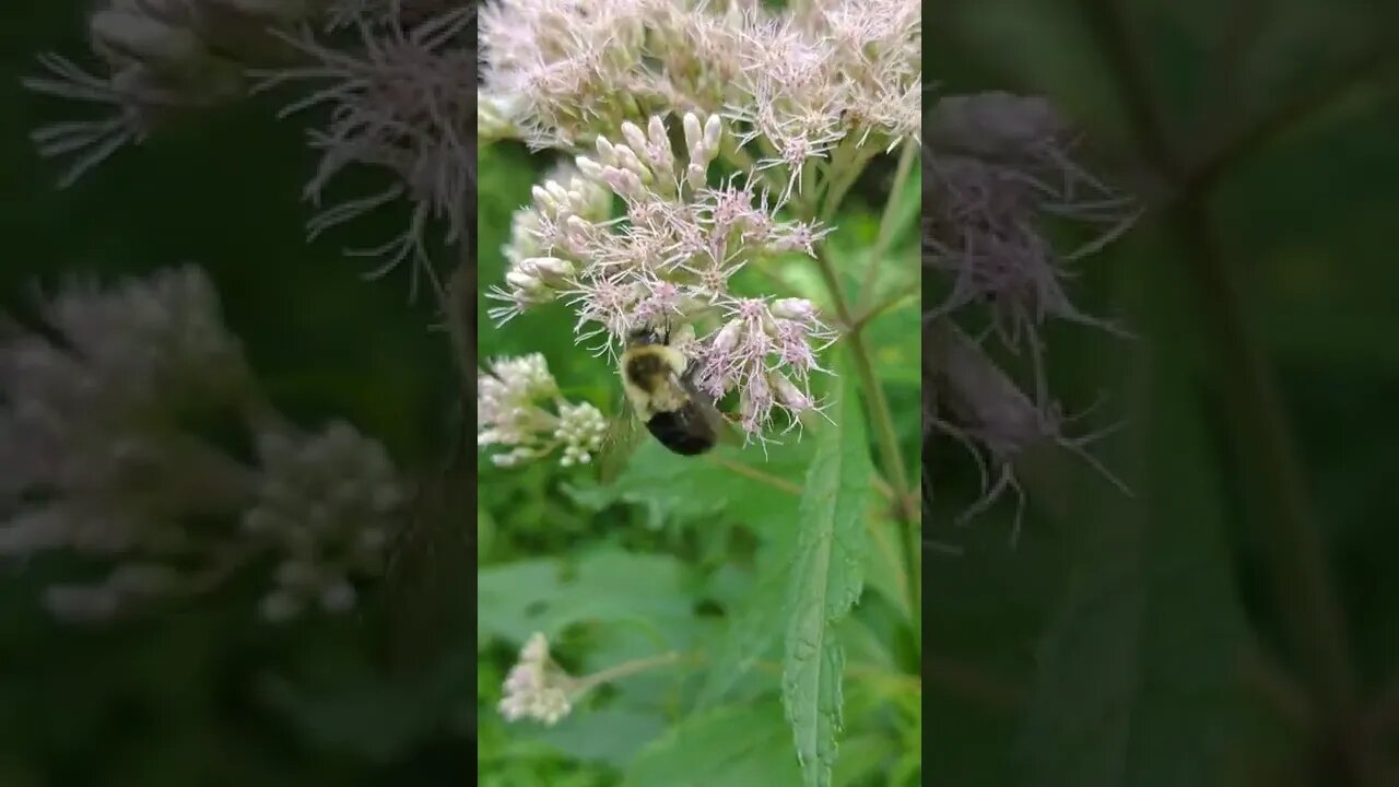 LoFi ASMR | Nature | Bee