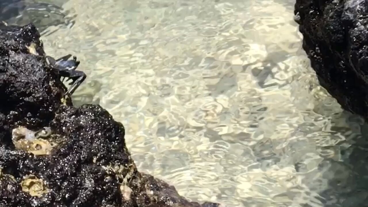 Hawaiian Black Crab Parkour