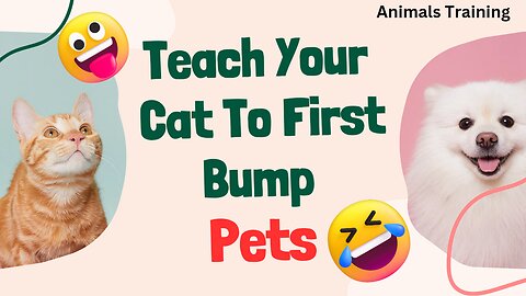 Teach Your Cat To First Bump, Pets?