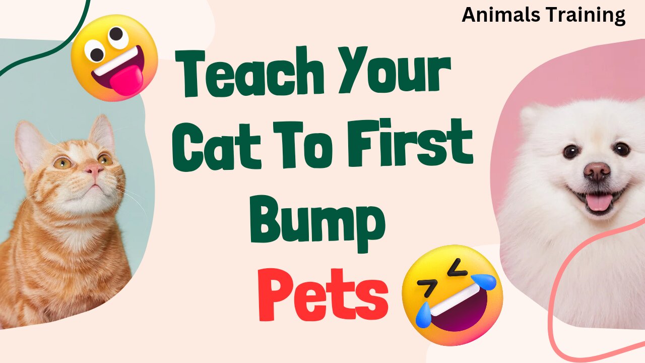 Teach Your Cat To First Bump, Pets?