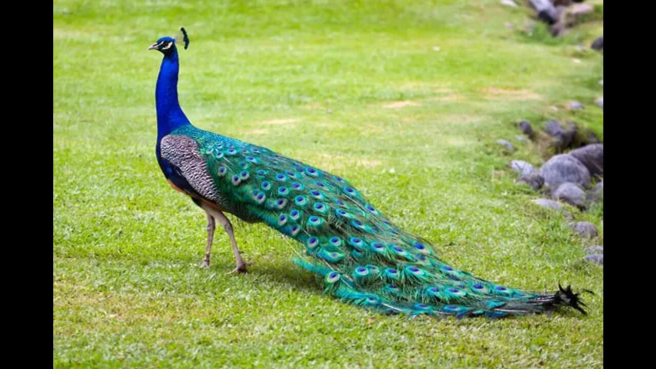 Peacock In The World