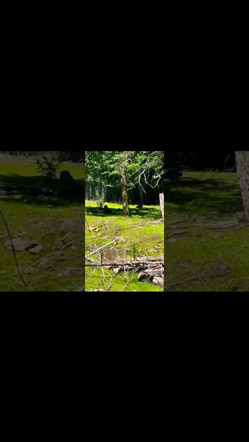 Peacocks with some Canada Geese