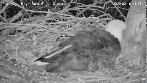 Hays Eagles Bald Mom lays Egg #2 2.16.20 6:52pm