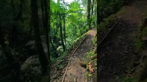 forest#viaje#trail#shorts