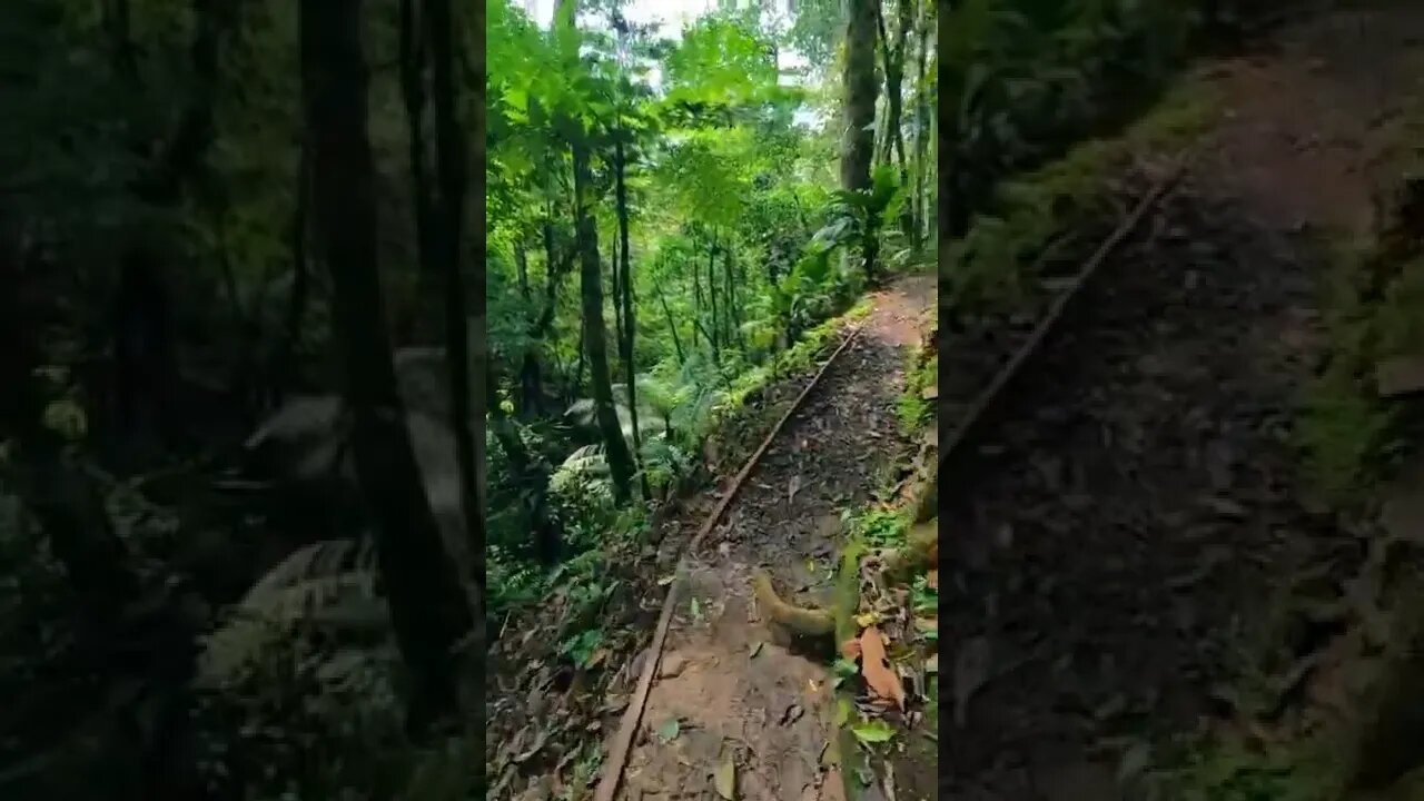 forest#viaje#trail#shorts