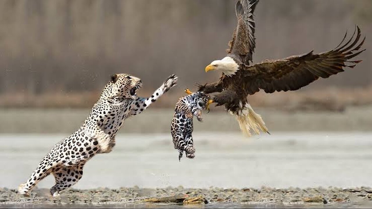 "Shocking Showdown: Eagle Attacks Leopard Cub—How Will the Mother Leopard React?"