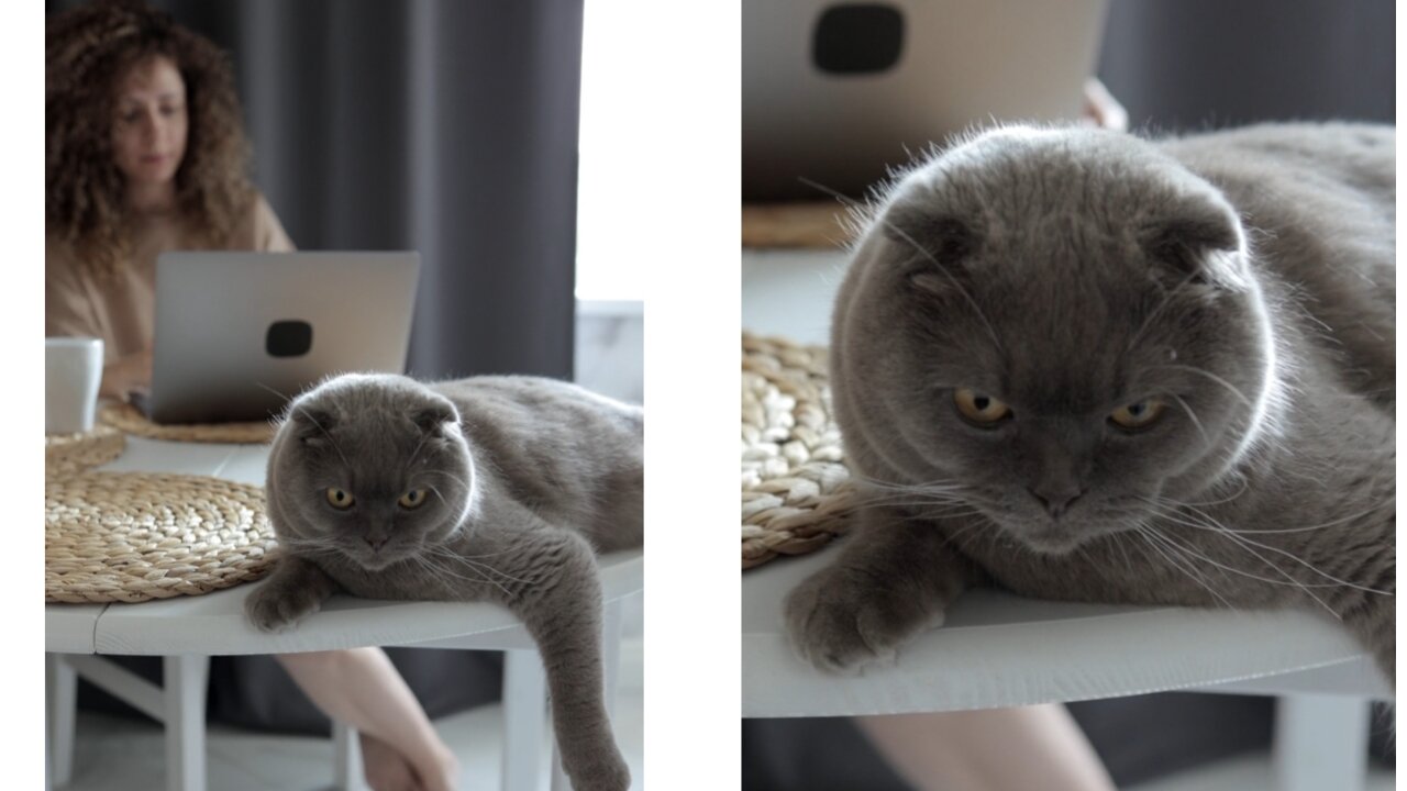 Cat sits angry with her Motherš
