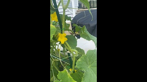 This guy pollinates our cucumbers 😃