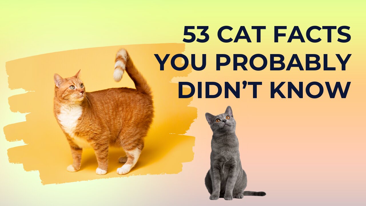 53 cat facts you probably didn't know