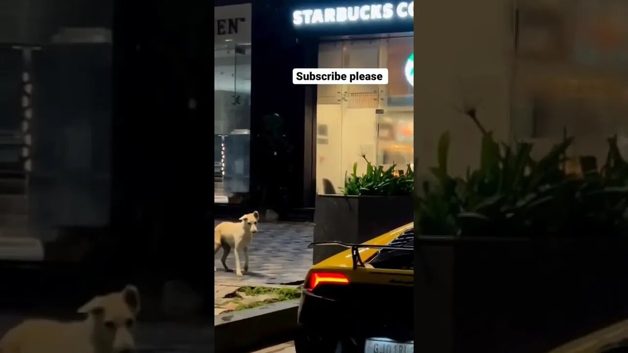 Dog reaction on Lamborghini exhaust sound 🤯🤯#onepercent_clubb #lamborghini #dog #reaction