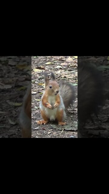 Squirrel Sounds #Shorts 🌞