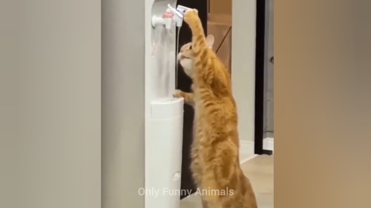 Funny Cat Video 😸 New Funny Animals 2023 😂 Funniest Animals