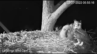 Breakfast For The Owlet 🦉 3/27/22 05:55