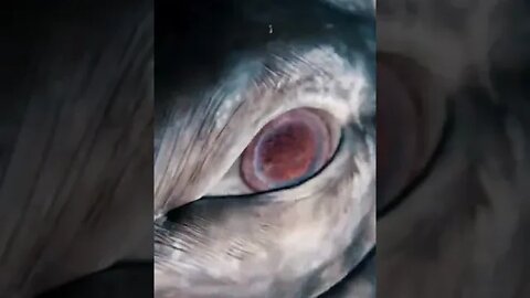 The Eye of a Gray Whale