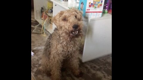 Terrier Dog Cries for a Treat