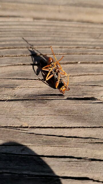 Dying wasp. Rip.