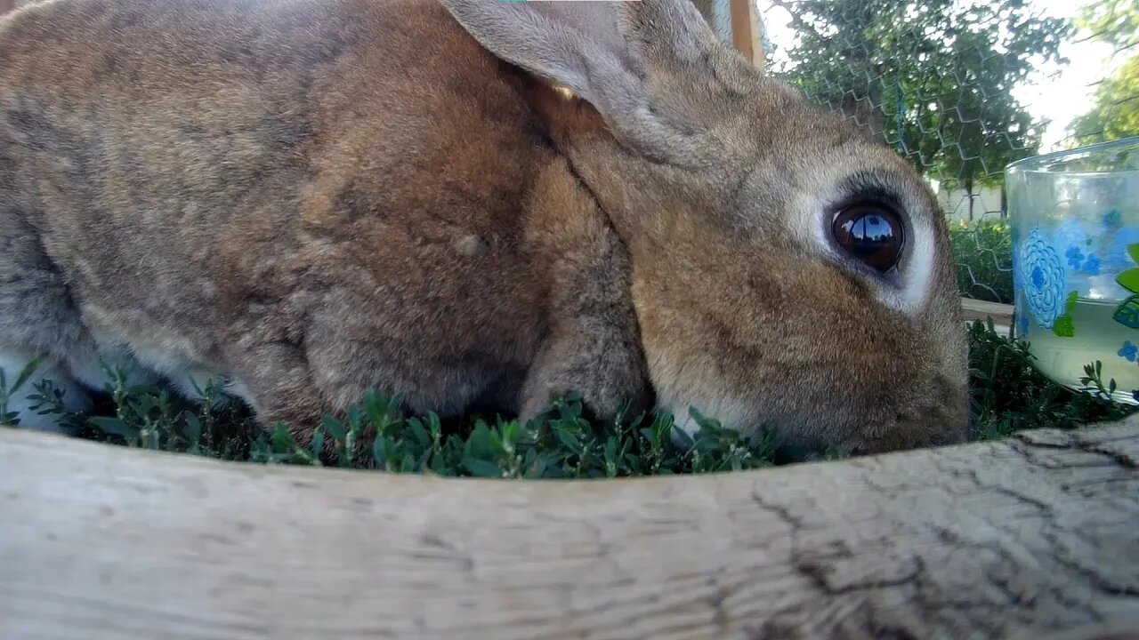 Lady The Rabbit going rabbit on some fresh greens