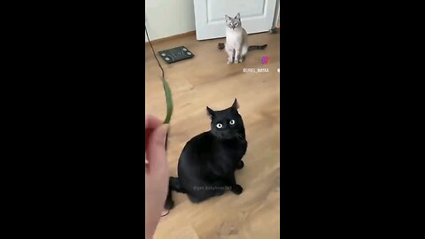 Just some funny cats