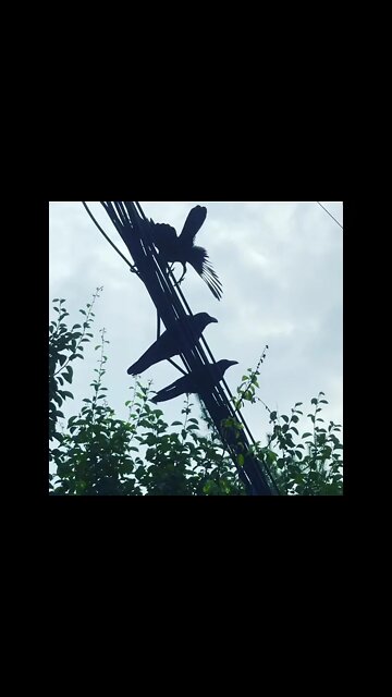 까마귀 성요셉아파트#후산한의원 #튼살침 #흉터 #비법 #치마 #허벅지 #흉터 #하체 #하지 #하체실종 #진피 #콜라겐 #피부재생 # 서울시 #중구 #한방피부과전문의 #광화문#충정로