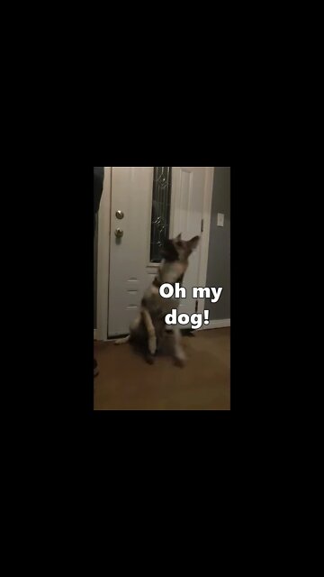 #shorts Maple The Shepsky Gos Crazy For Walks