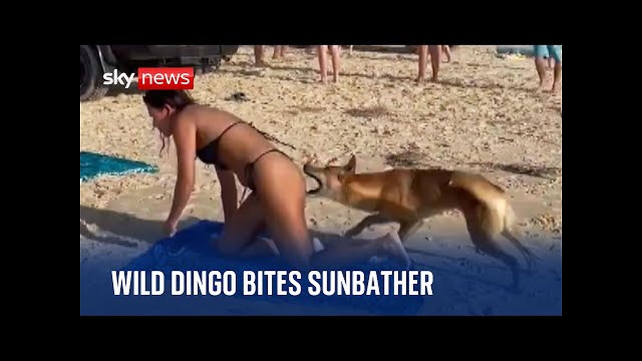 Australia: Dingo bites sunbathing tourist in Queensland