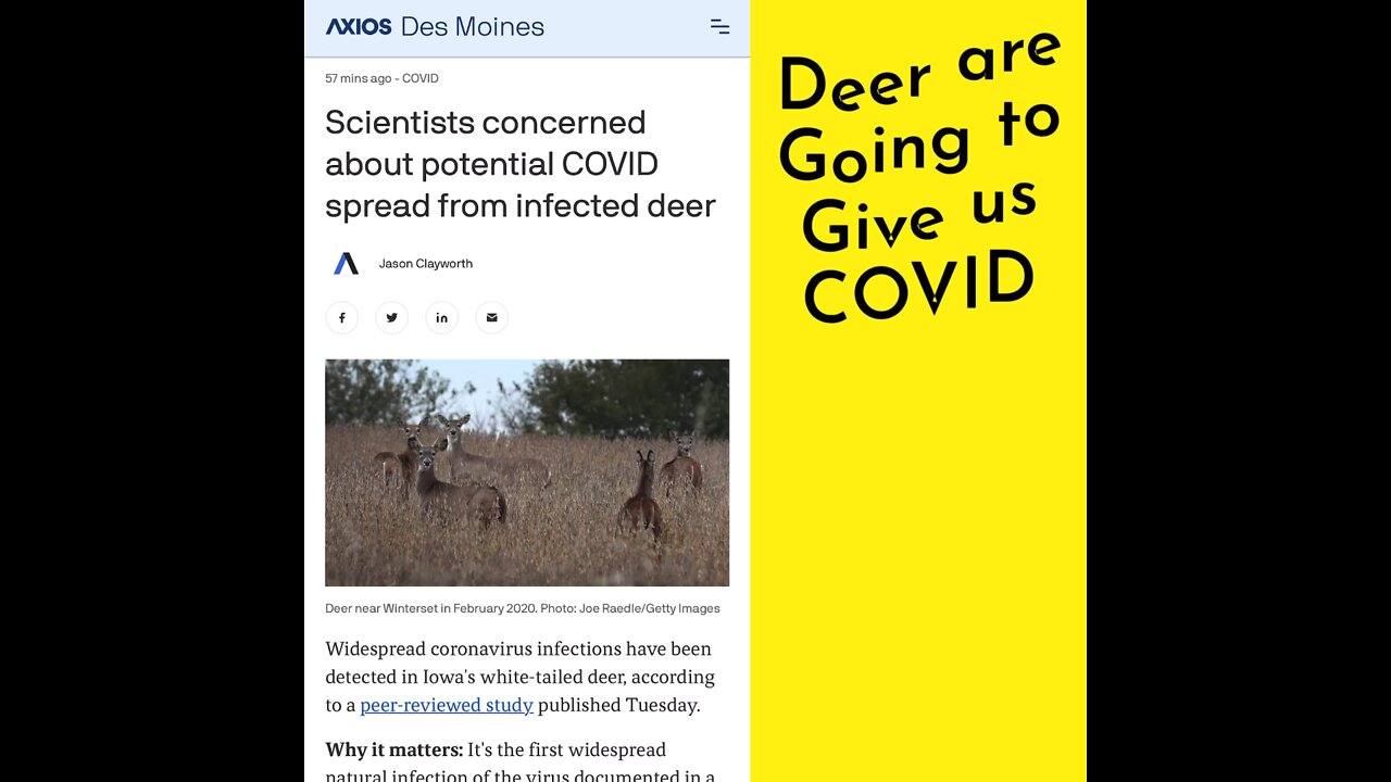 Deer COVID